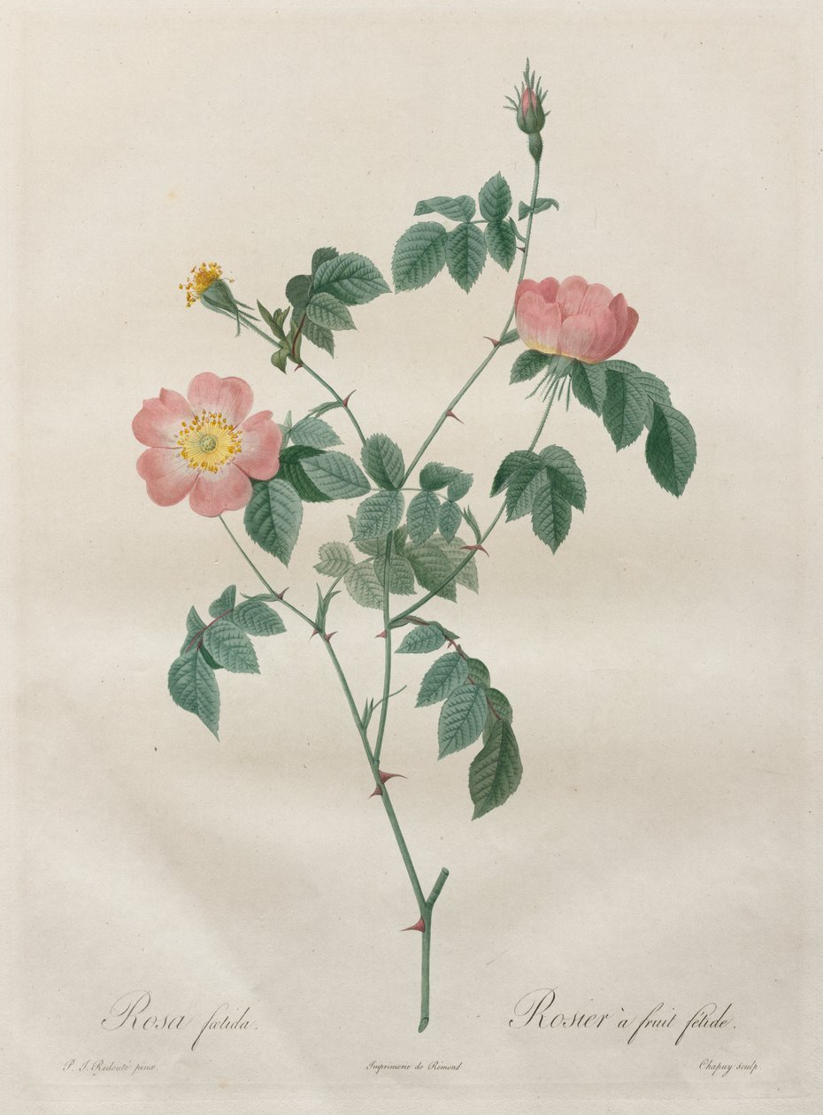 Le rose: Rosa indica da Henry Joseph Redouté