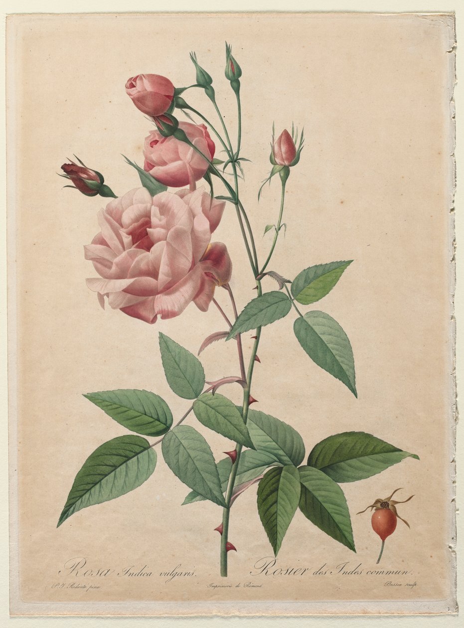 Le Rose: Rosa Cinese o del Bengala da Henry Joseph Redouté
