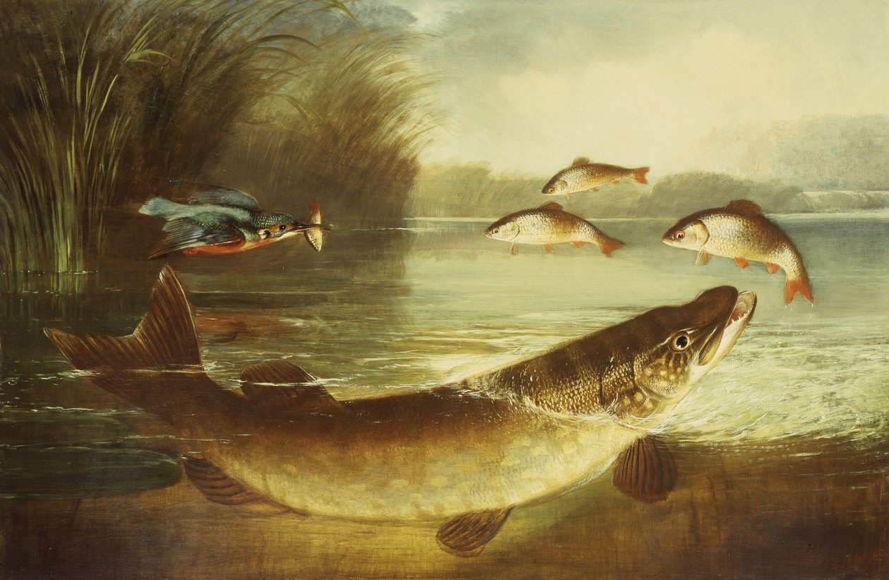 Un martin pescatore e un luccio che catturano il pesce persico da Henry Leonidas Rolfe