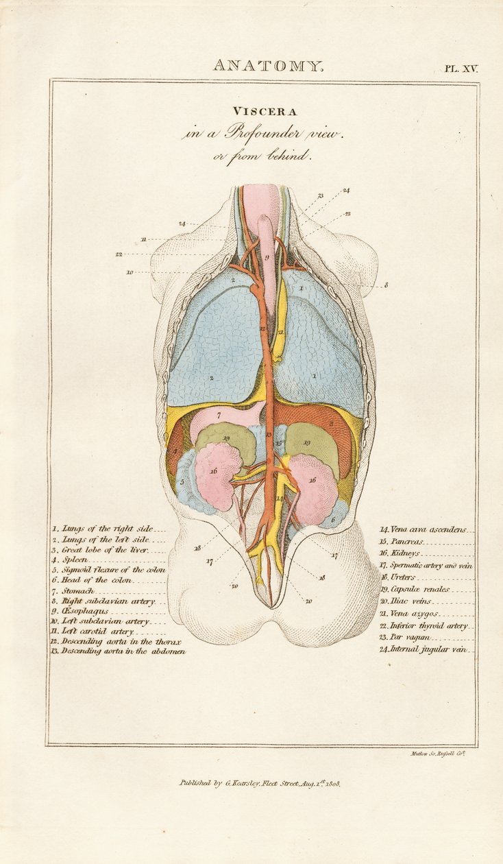 Human Viscera in Posterior View da Henry Mutlow