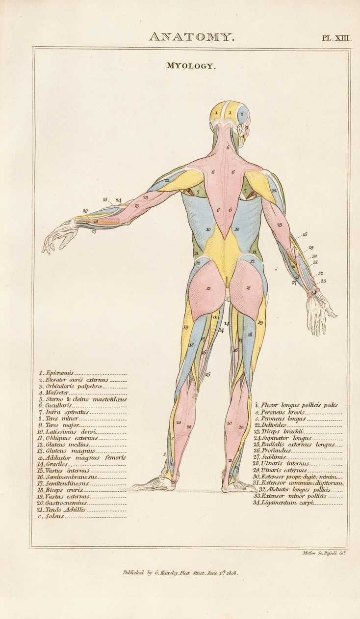 Muscolatura del corpo umano - Vista posteriore da Henry Mutlow