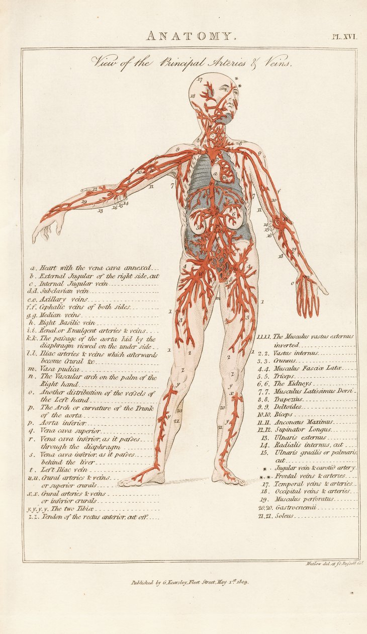 Vista delle arterie e delle vene principali da Henry Mutlow