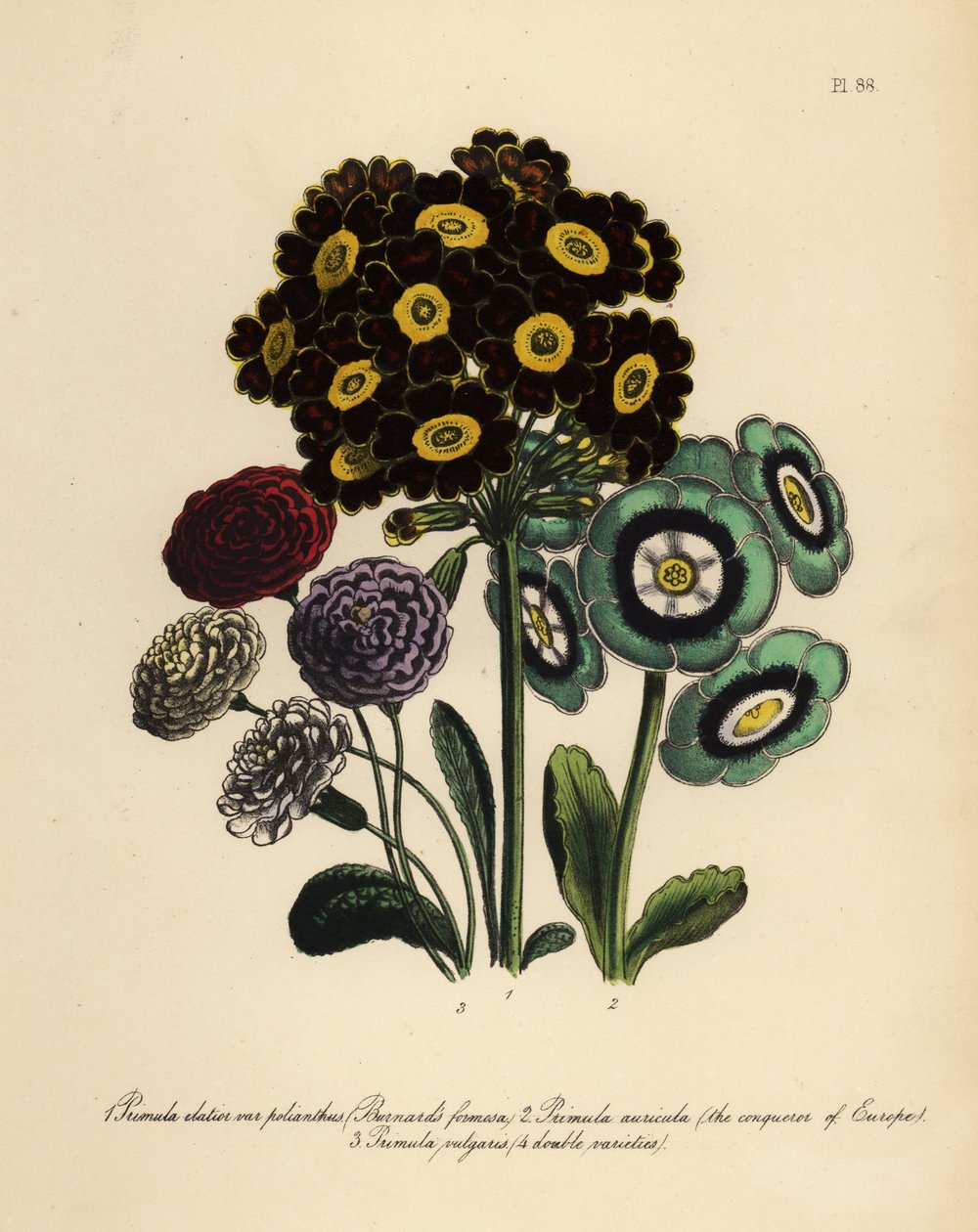 Formosa di Burnard, Primula Elatior Polyanthus, Conquistatore d
