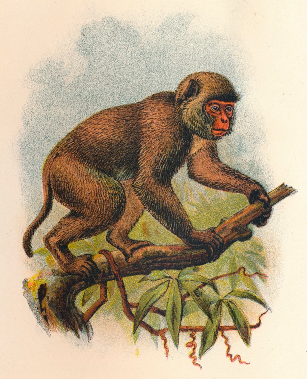Macaco di San Giovanni, 1897 da Henry Ogg Forbes
