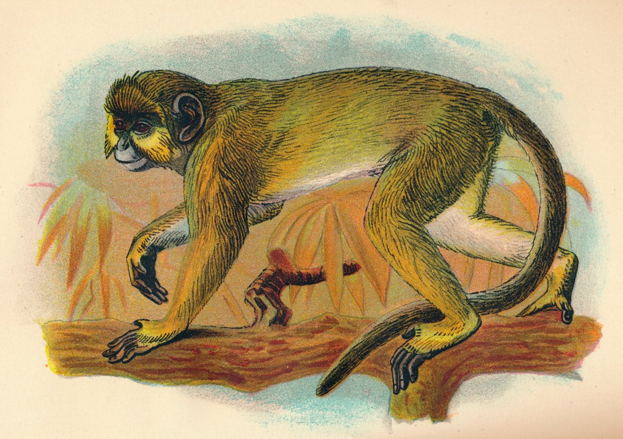 Il Talapoin, 1897 da Henry Ogg Forbes