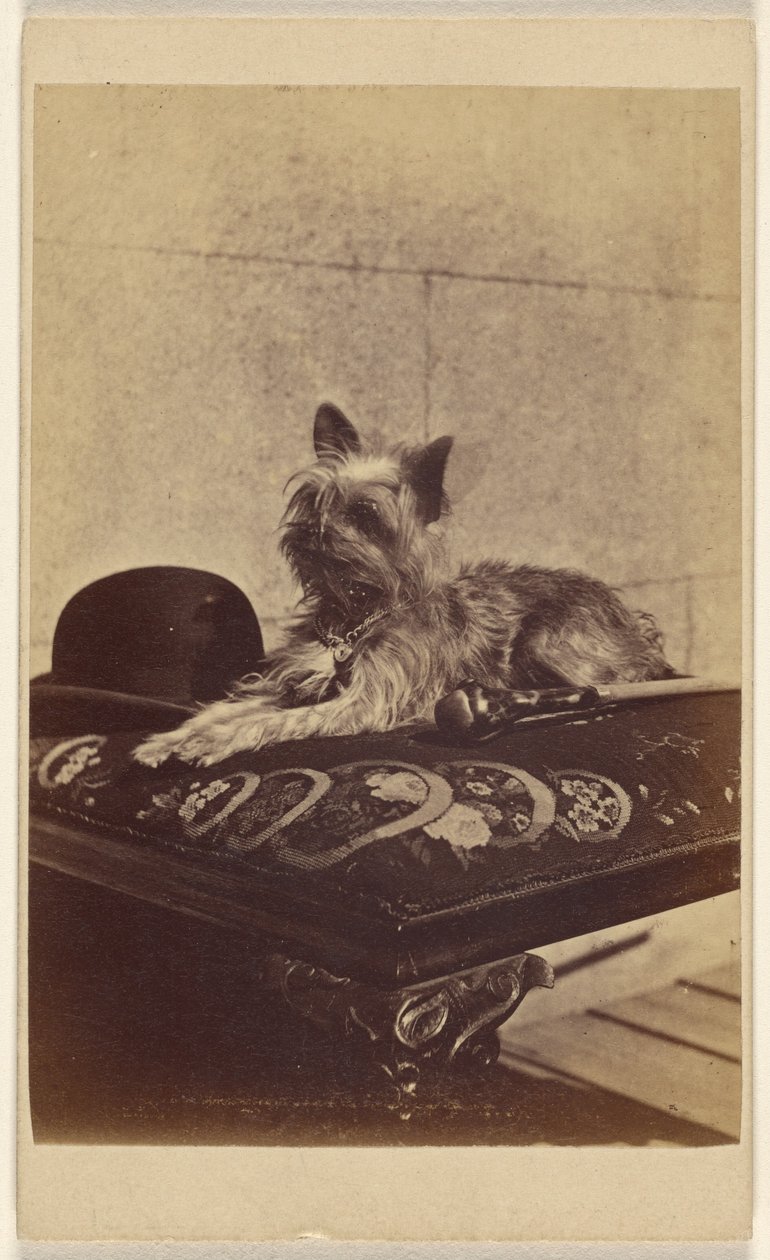 [Cane sdraiato su un pouf, accanto a un cappello da derby e a un bastone da passeggio]. da Henry Pointer