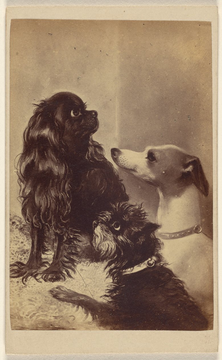 Floss, Daisy  Fairy; cani di Barroness [sic] McClifford. Dipinto dalla signora Pointer. da Henry Pointer