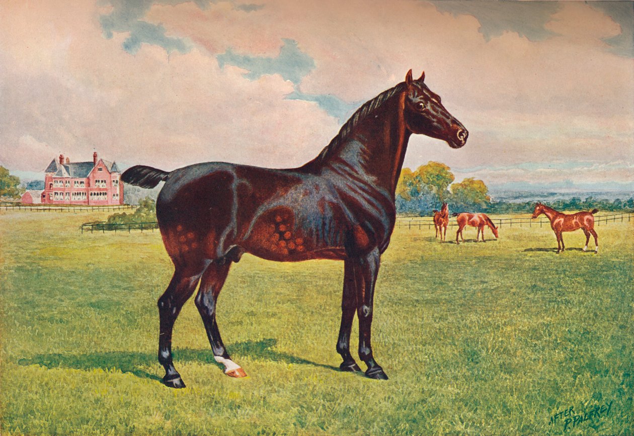Stallone Hackney Pony Berkeley Model, c1900 c1910 da Henry Powell Palfrey