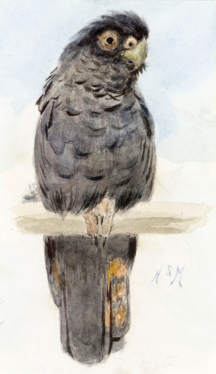 Un cacatua nero, c.1890 da Henry Stacey Marks