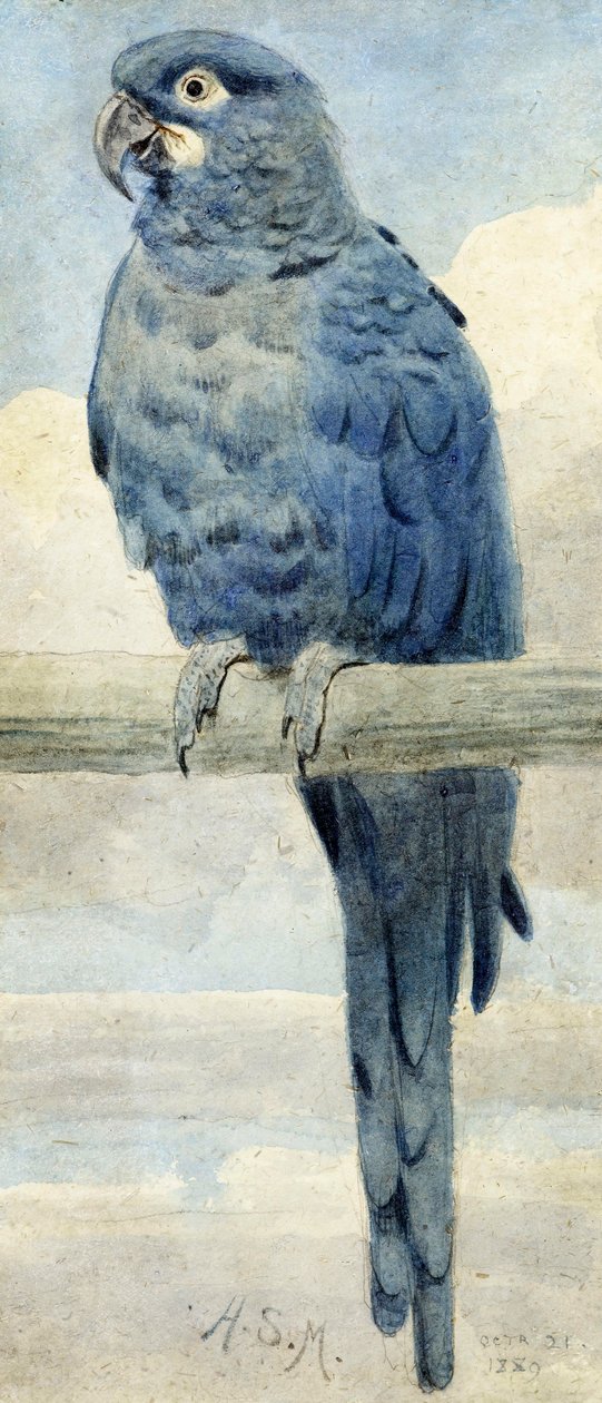Ara ararauna, 1889 da Henry Stacey Marks