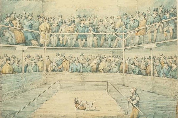 Combattimento di cani al Westminster Pitt da Henry Thomas Alken