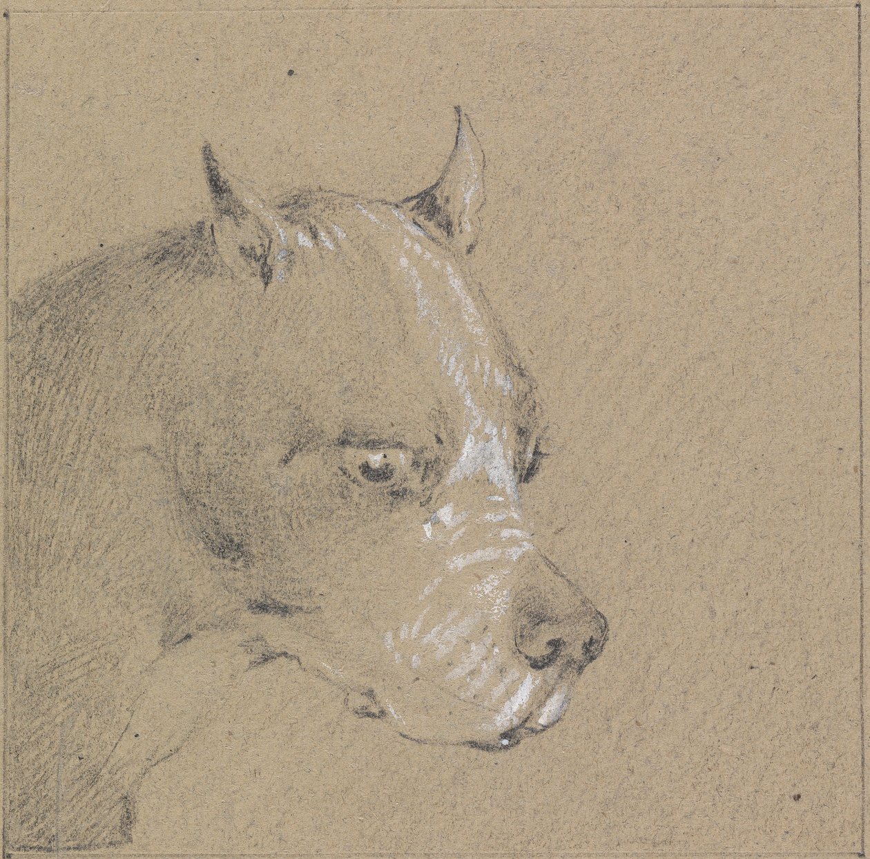 Testa e spalle di un cane boxer, profilo destro da Henry Thomas Alken