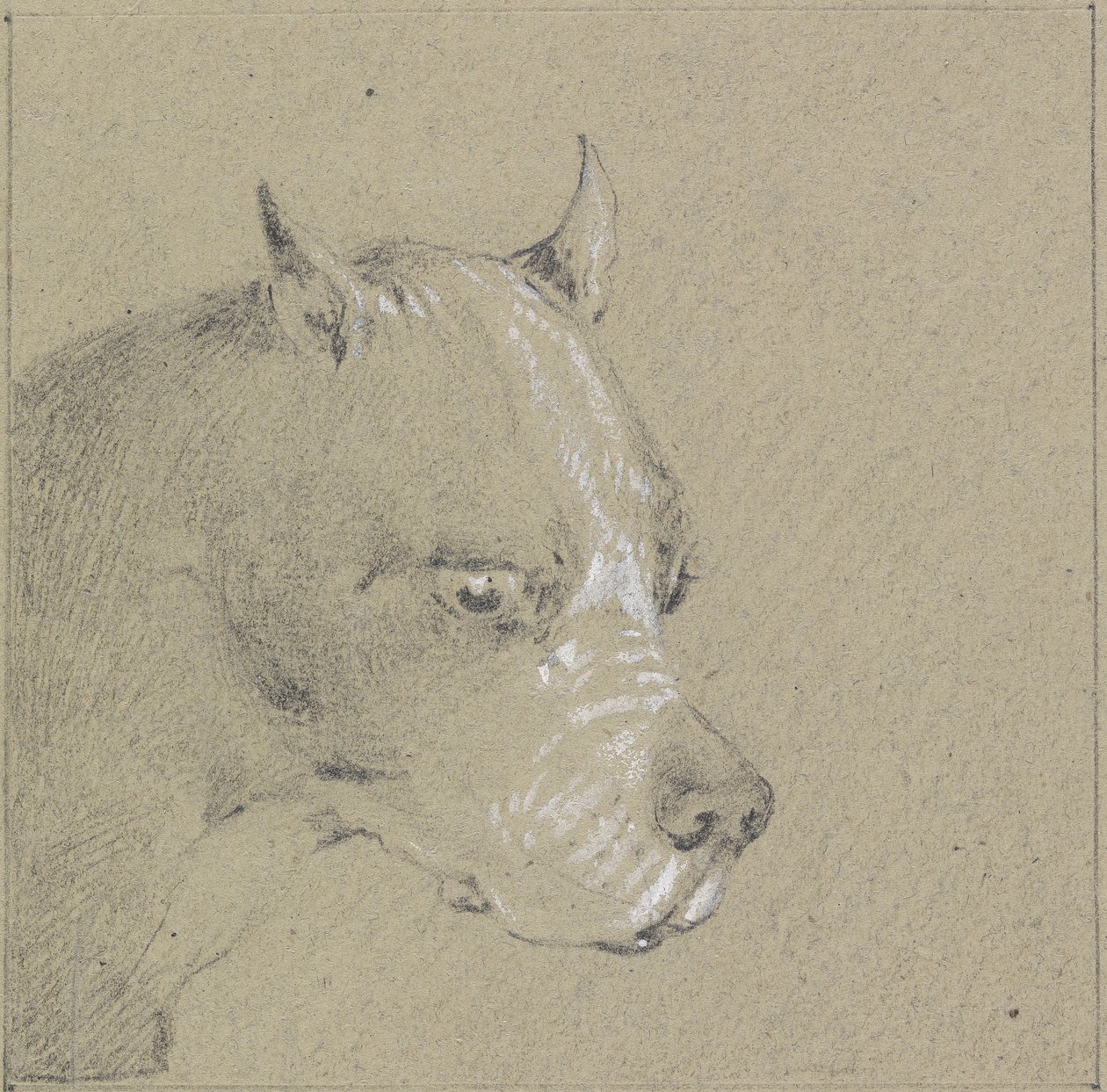 Testa e spalle di un cane boxer da Henry Thomas Alken