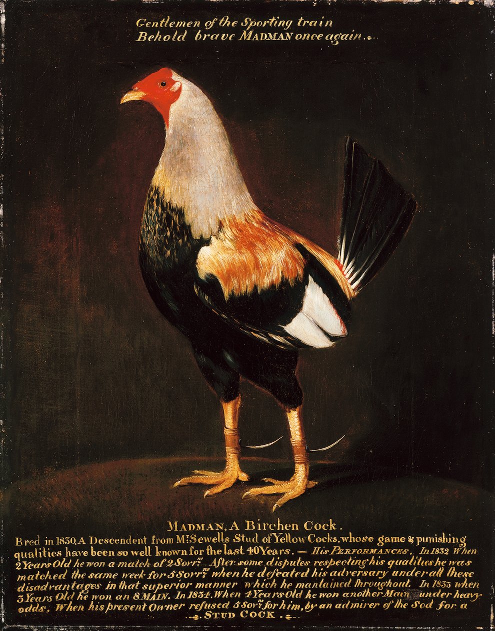 Pazzo, un Gallo di Betulla da Henry Thomas Alken