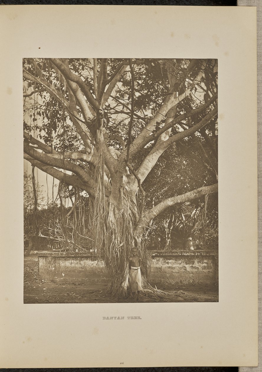 Albero di Banyan, con giovani steli di Aërial da Henry W. Cave