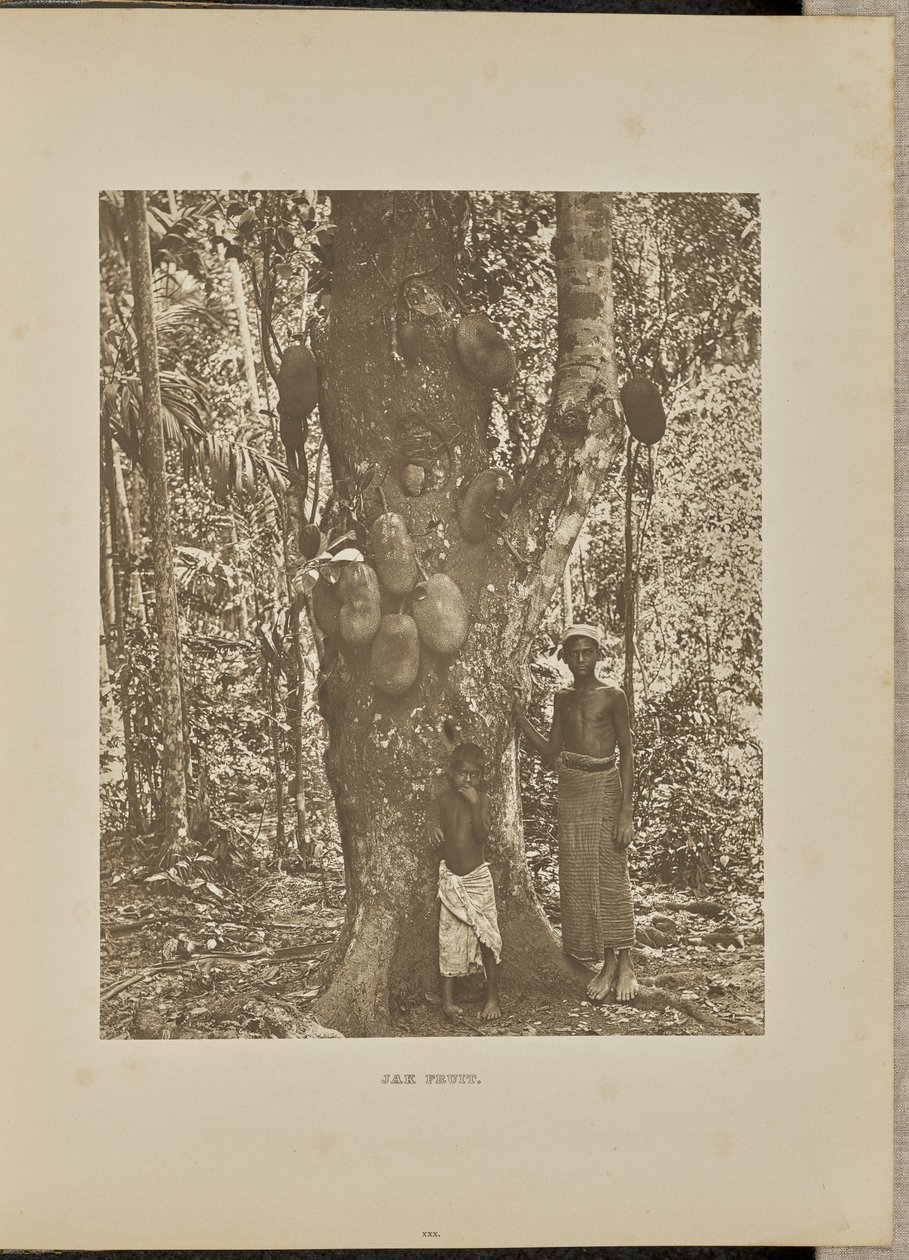 Frutta Jak da Henry W. Cave