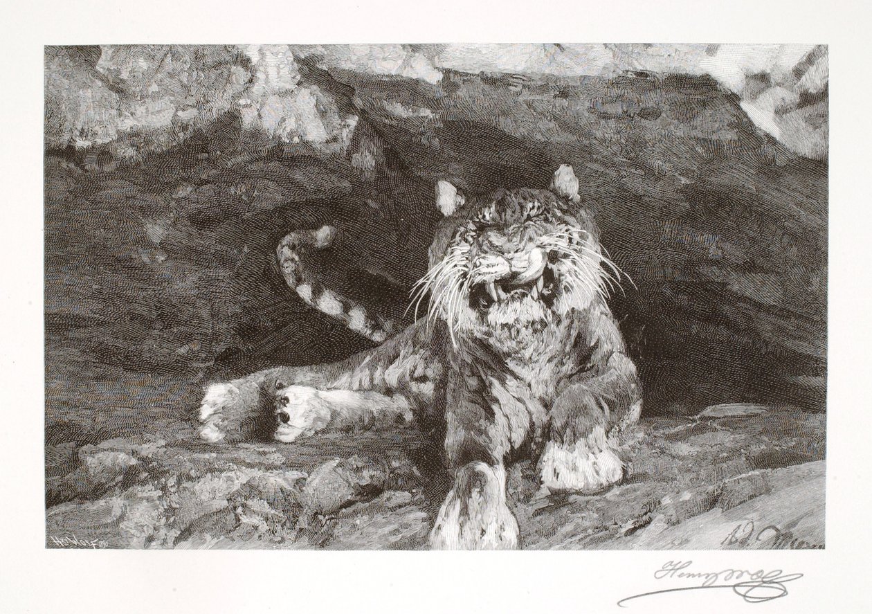 Tigre da Henry Wolf