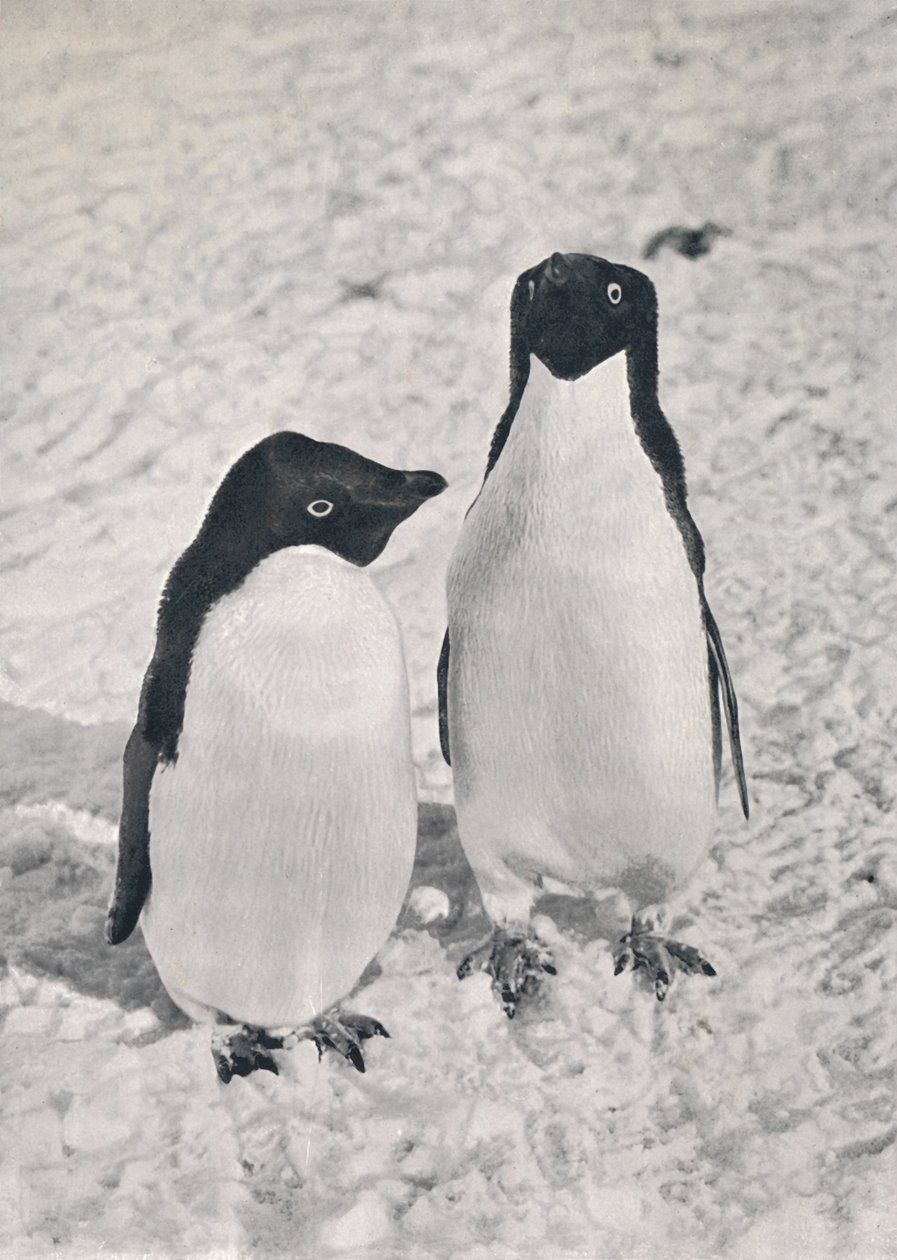 Una Coppia di Pinguini Adélie, c1911, 1913 da Herbert Ponting