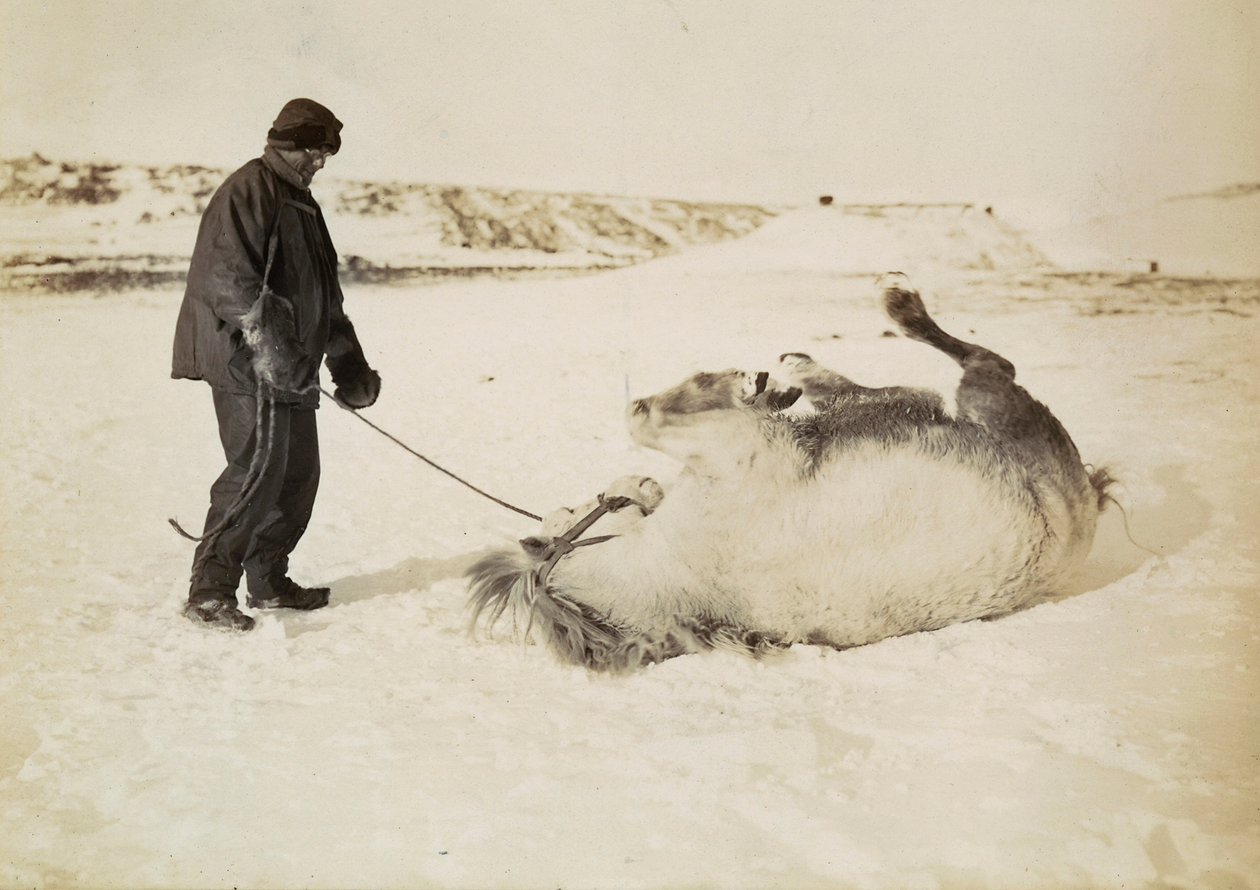 Un uomo e il suo cavallo nella neve da Herbert Ponting