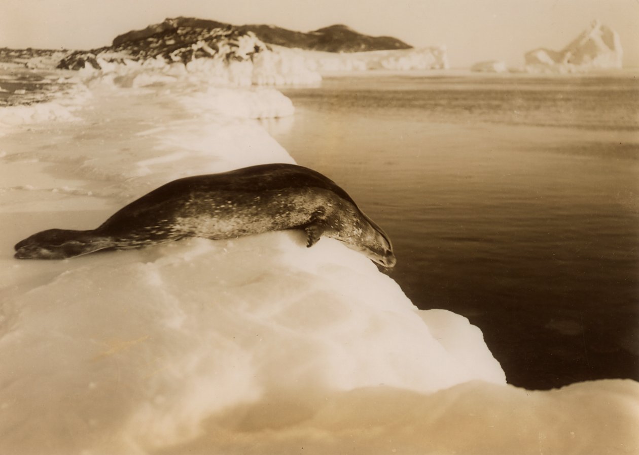 Una foca di Weddell pronta a tuffarsi a West Beach, Cape Evans, Antartide, 1911 da Herbert Ponting