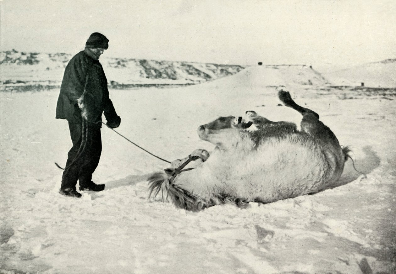 Cherry-Garrard che Dà al Suo Pony Michael una Rotolata nella Neve, c1911, 1913 da Herbert Ponting