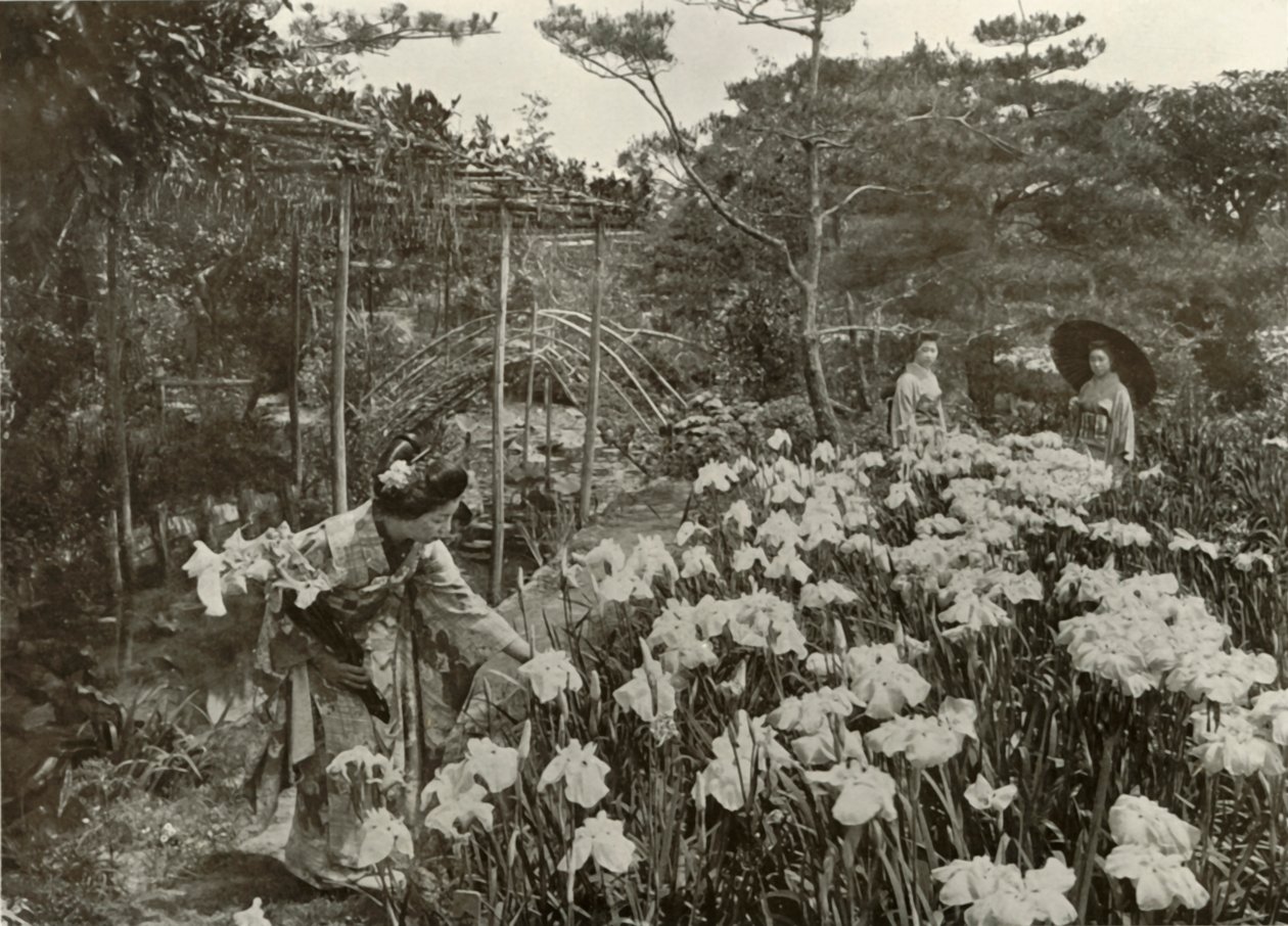 In un giardino di iris da Herbert Ponting