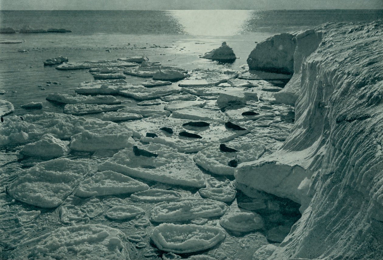 Foche che si crogiolano sul ghiaccio appena formato al largo di Cape Evans, c. 1910-1913, 1913 da Herbert Ponting