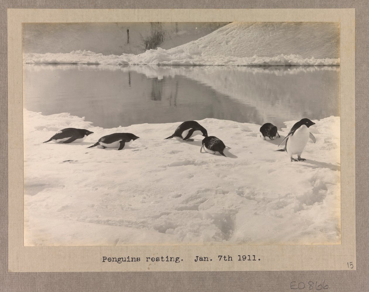 Sei pinguini di Adelia che riposano sul ghiaccio da Herbert Ponting