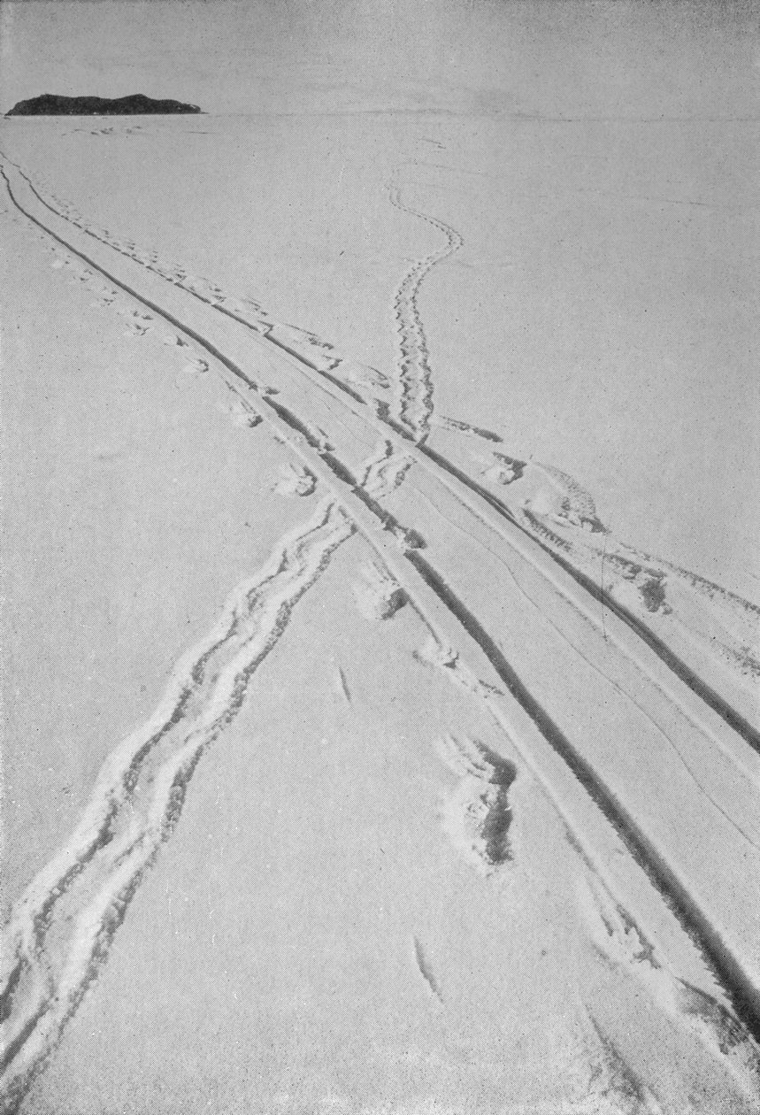 Traccia della slitta che attraversa la traccia dei pinguini Adélie, 8 dicembre 1911 da Herbert Ponting