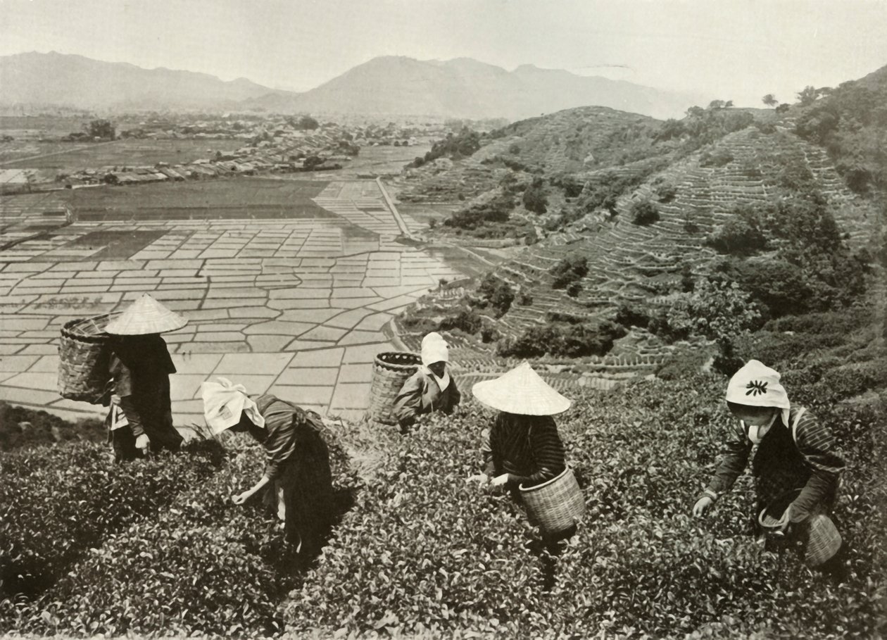 Tè sulle colline e riso nelle pianure, 1910 da Herbert Ponting