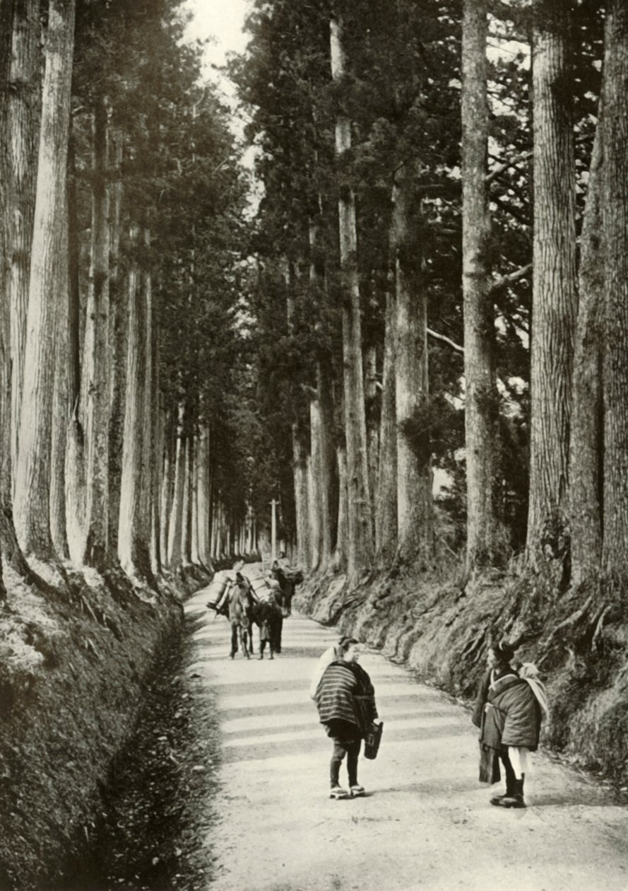Le Cryptomerias a Nikko, 1910 da Herbert Ponting