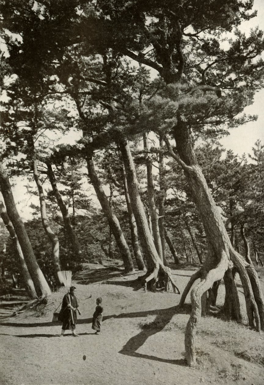 I pini di Shizu-Ura, 1910 da Herbert Ponting