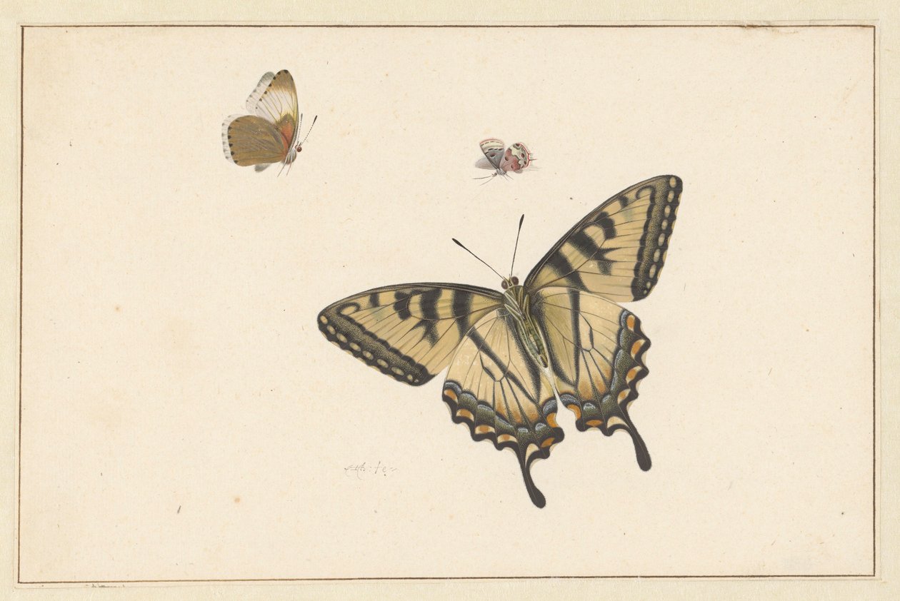 Tre Farfalle da Herman Henstenburgh