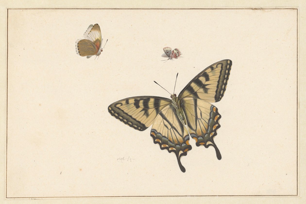 Tre farfalle da Herman Henstenburgh