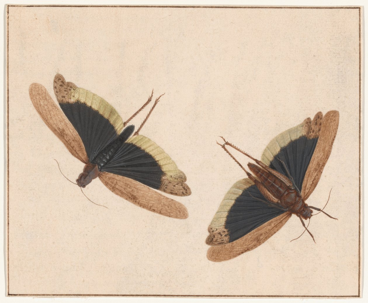 Due cavallette da Herman Henstenburgh