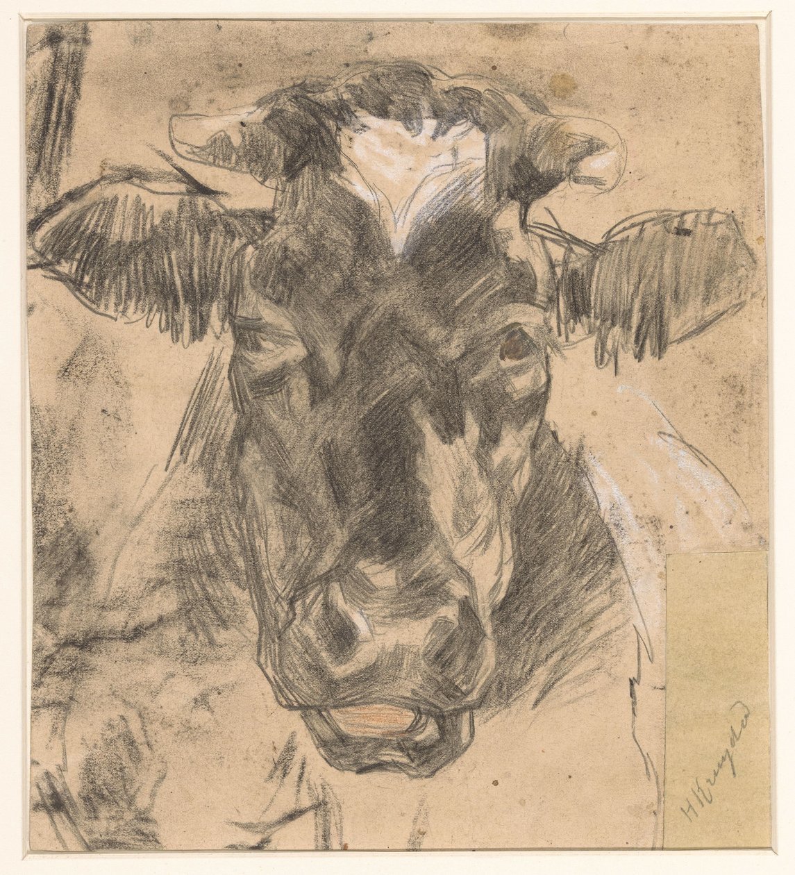 Testa di una mucca da Herman Kruyder