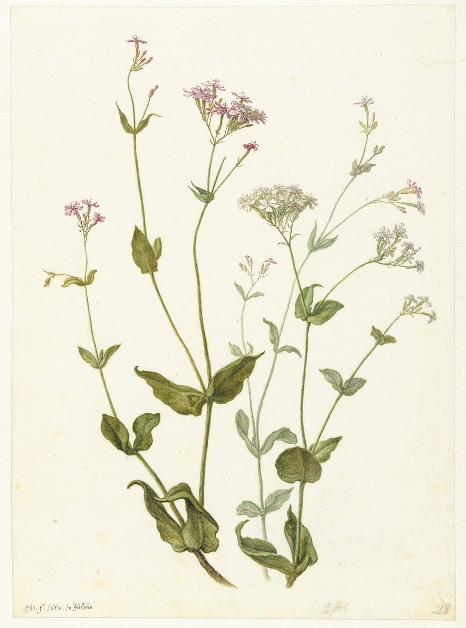 Senna vescicolosa e Viscaria appiccicosa da Herman Saftleven