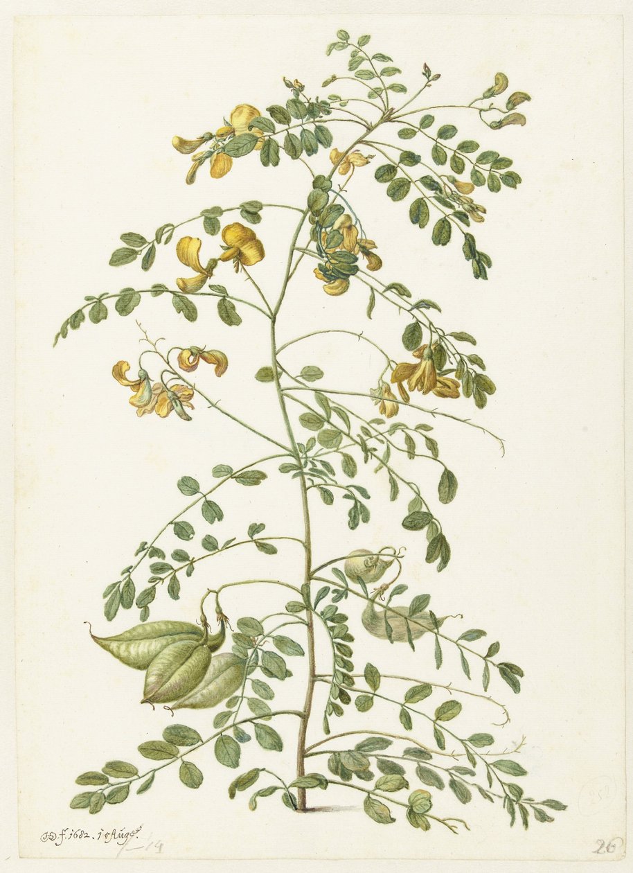 Blazenstruik e pekanjers da Herman Saftleven