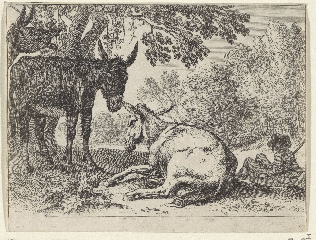 Asini da Herman van Swanevelt