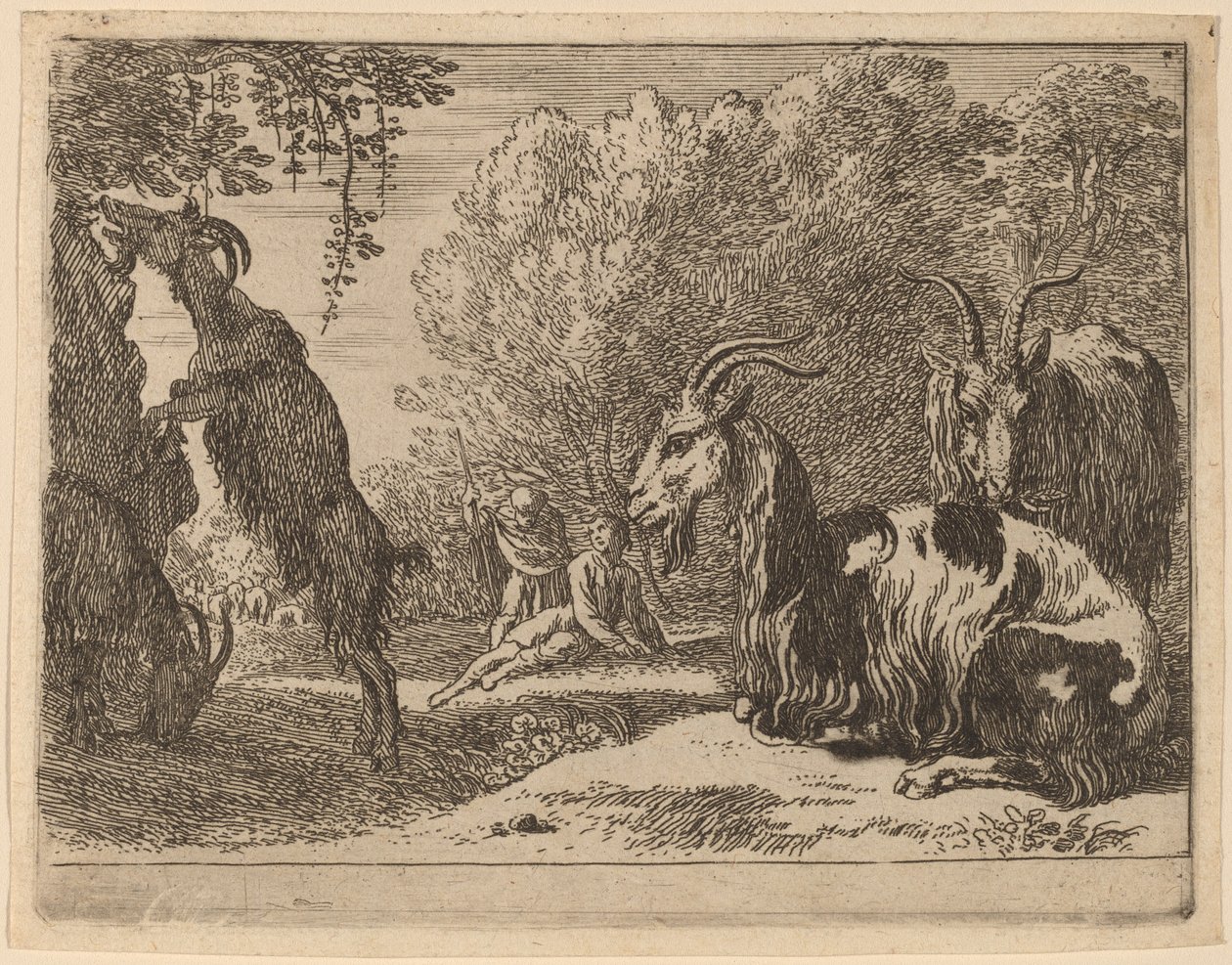 Capre da Herman van Swanevelt