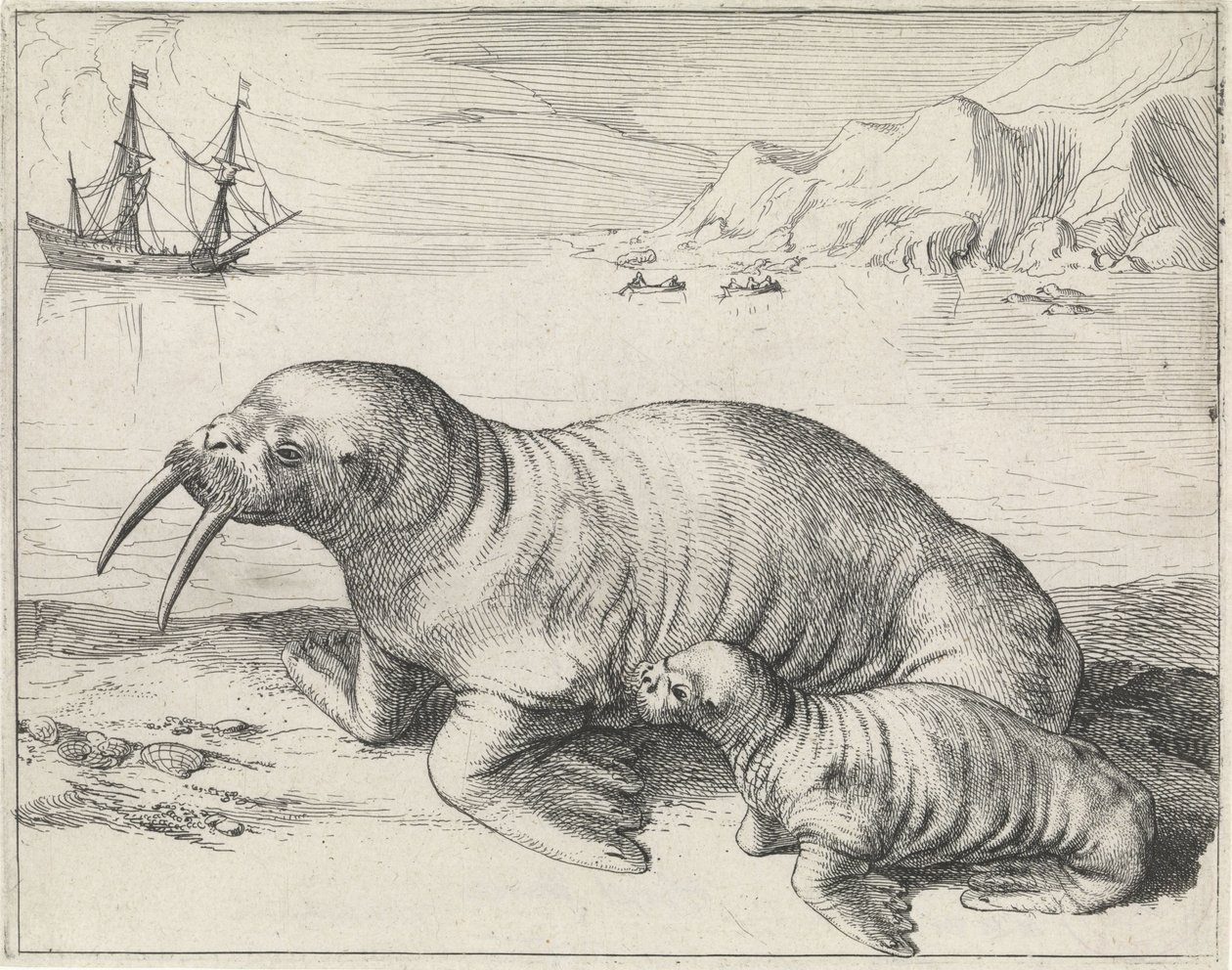 Tricheco a Spitsbergen da Hessel Gerritsz