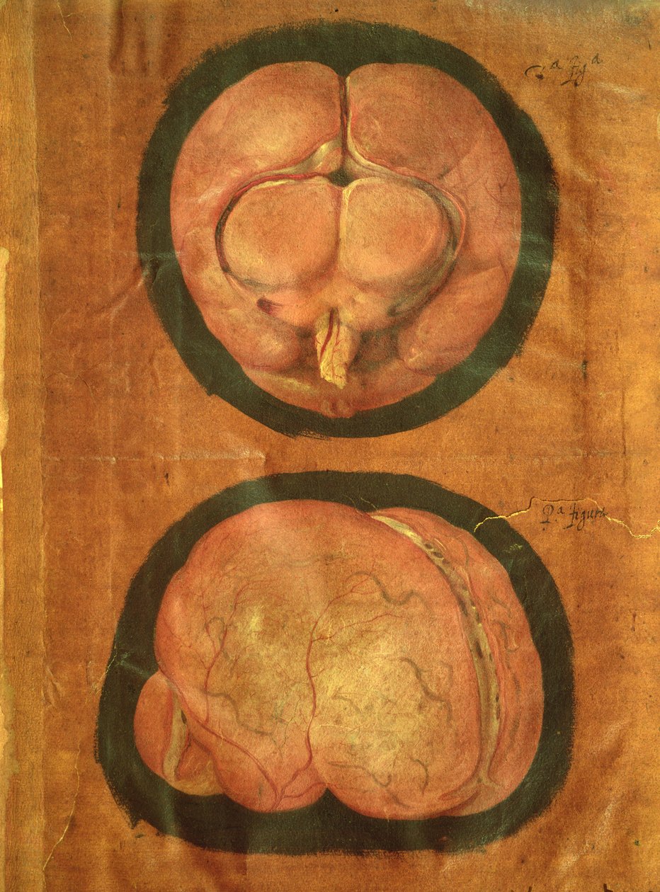 Disegno anatomico del cervello umano da Hieronymus Fabricius ab Aquapendente
