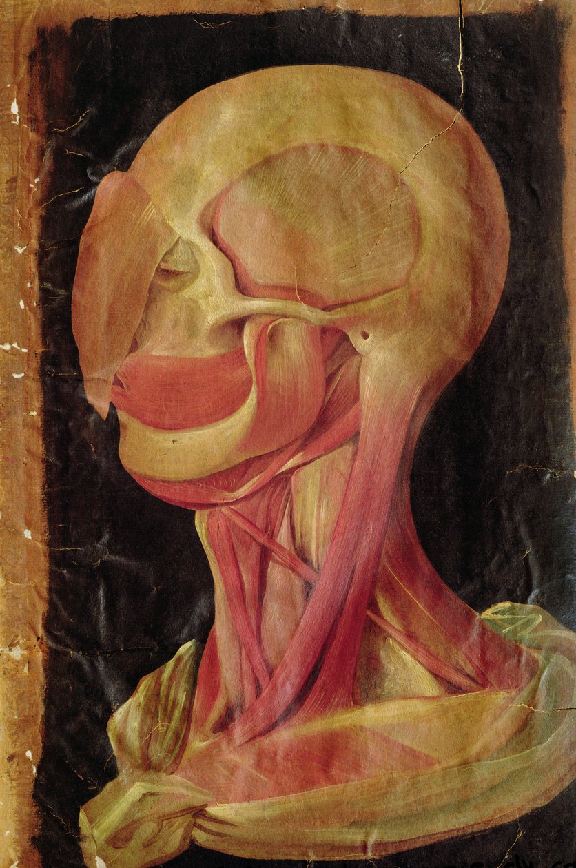 Disegno anatomico della testa umana da Hieronymus Fabricius ab Aquapendente