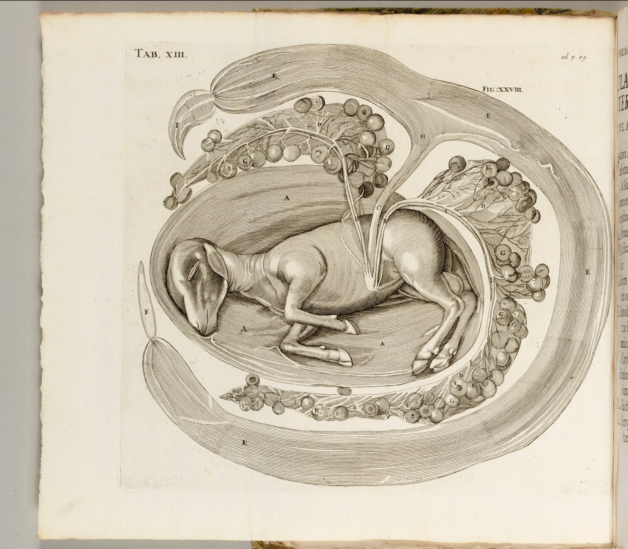 Un animale nel grembo, 1738 da Hieronymus Fabricius ab Aquapendente