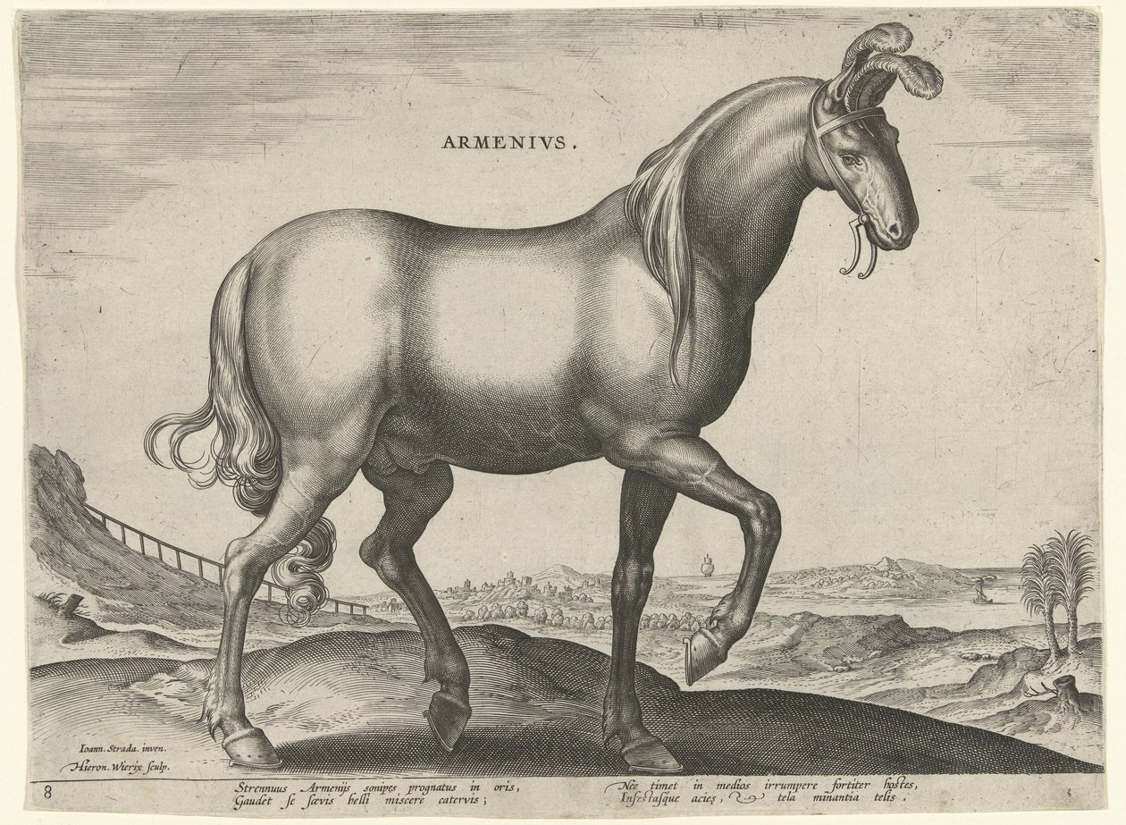 Cavallo d