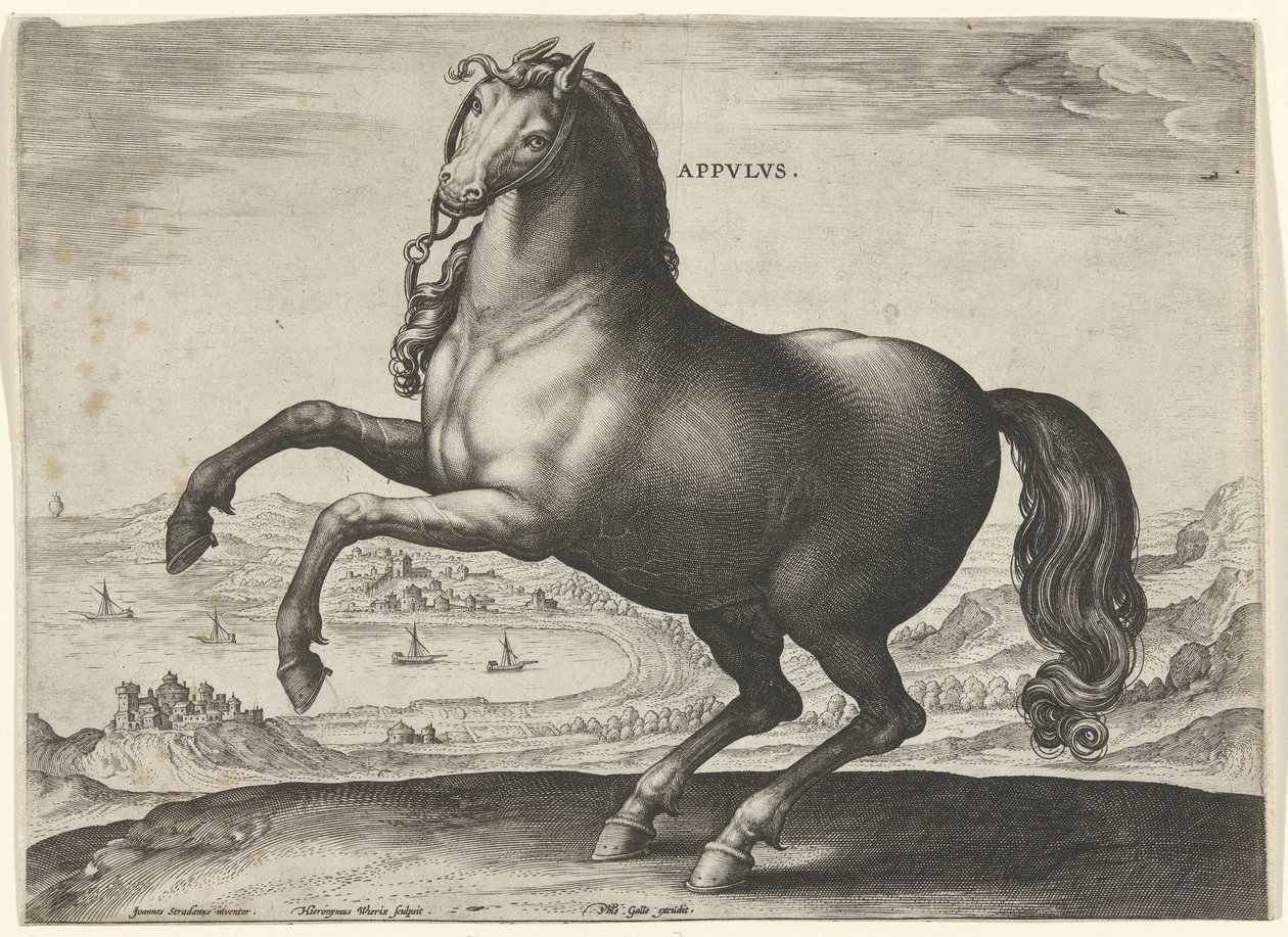 Cavallo dell