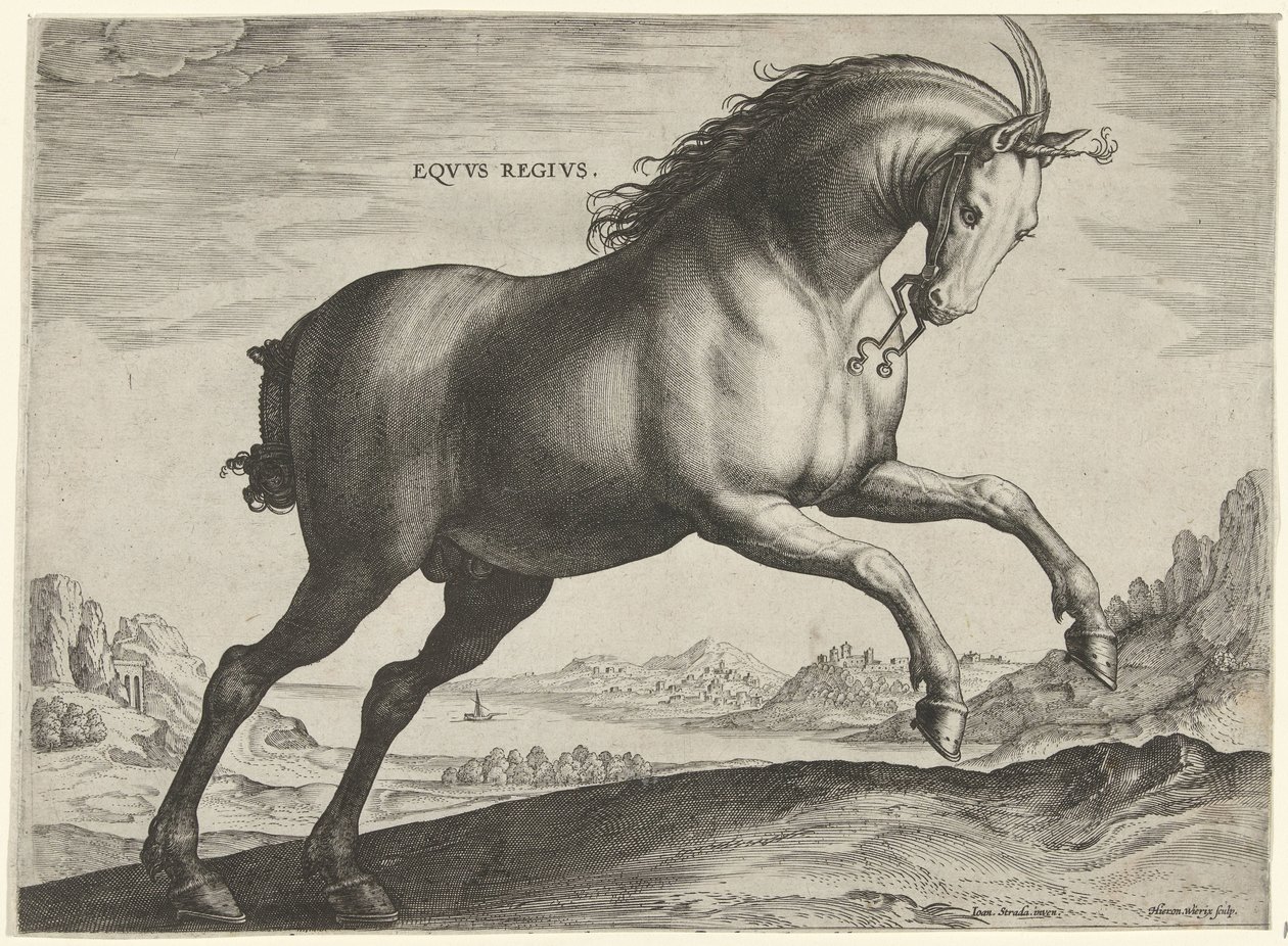 Cavallo della razza Equus Regius (il Reale) da Hieronymus Wierix
