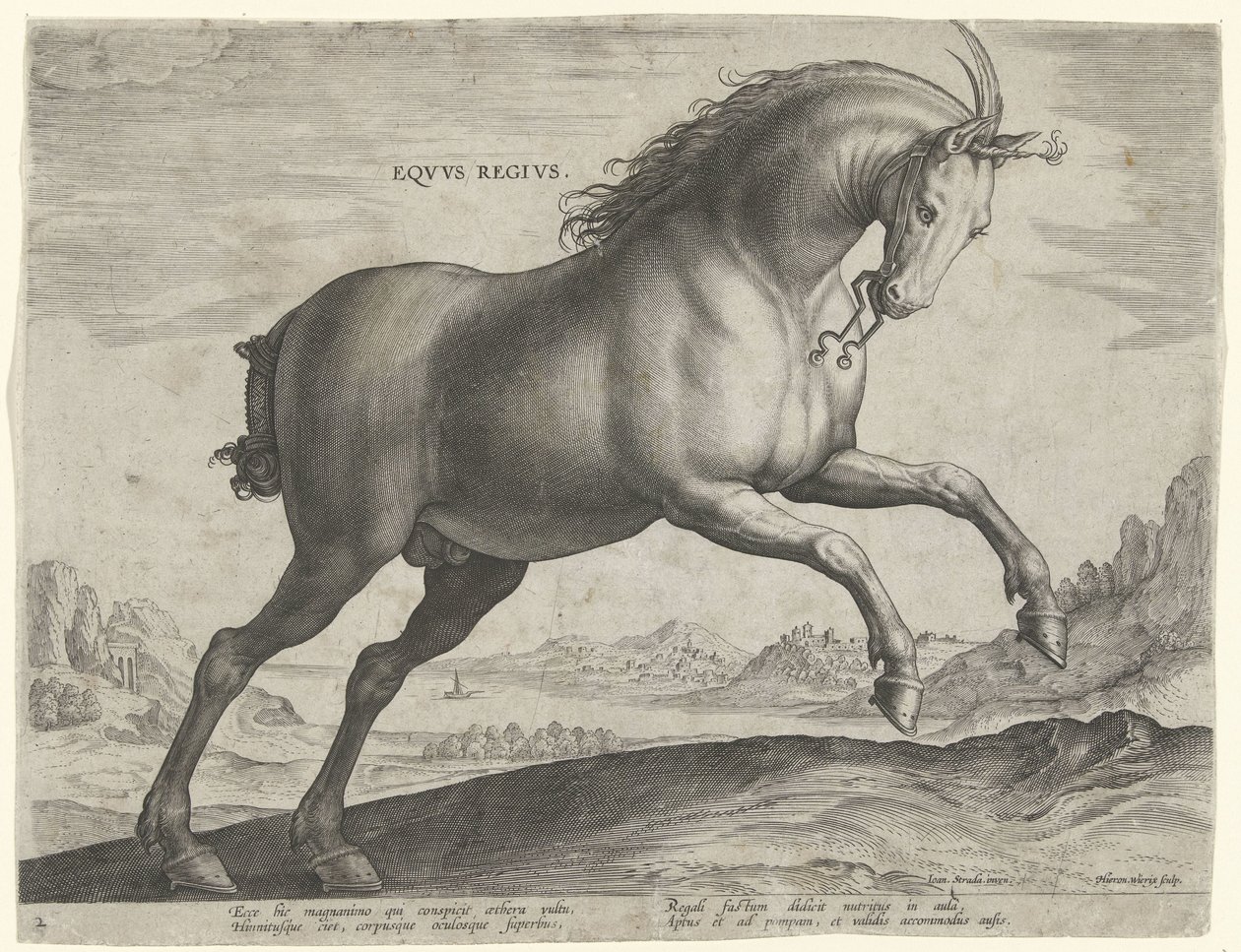 Cavallo della razza Equus Regius (il Reale) da Hieronymus Wierix