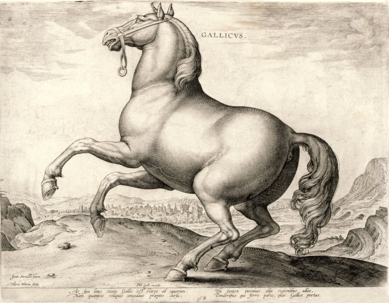 Gallicus dalla serie Cavalli dalla scuderia di Don Giovanni d