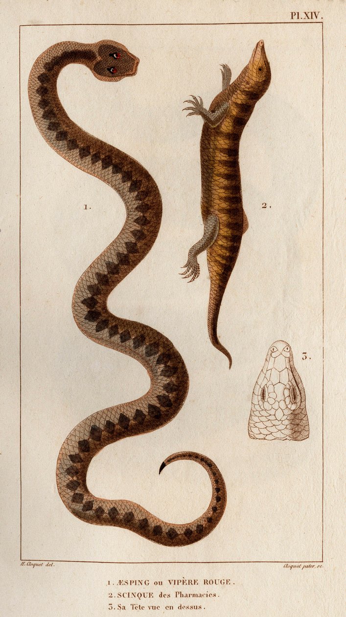Aesping o Vipera Rossa, Scinco dalle farmacie, la sua testa vista dall